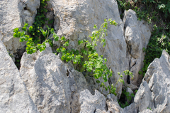 Thalictrum macrocarpum