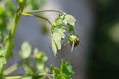 Thalictrum macrocarpum