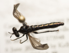 Eudioctria brevis