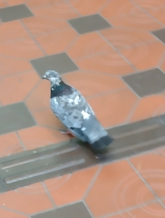 Columba livia domestica