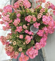 Kalanchoe