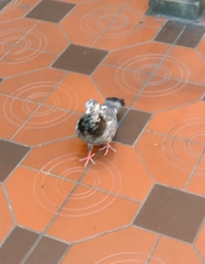 Columba livia domestica