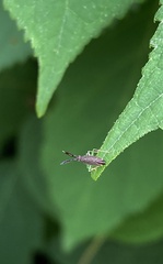 Heterotoma planicornis