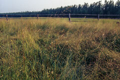Hordeum brevisubulatum