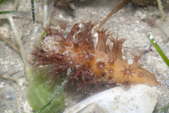 Veretillidae