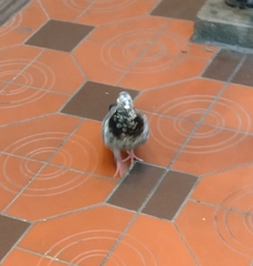 Columba livia domestica