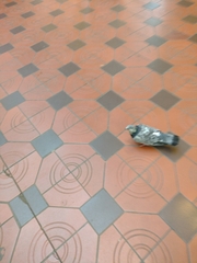 Columba livia domestica