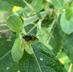Silis ruficollis
