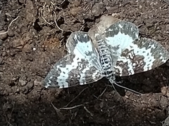 Chiomara georgina
