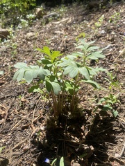 Hydrophyllum alpestre