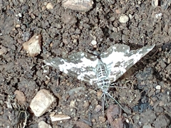 Chiomara georgina