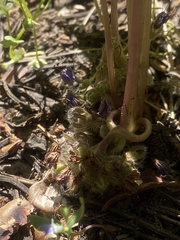 Hydrophyllum alpestre