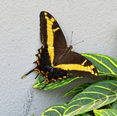 Heraclides andraemon