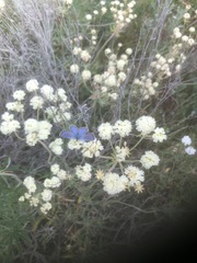 Euphilotes heracleoides