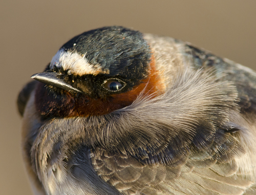 Cliff Swallow