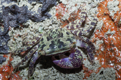 Metopograpsus oceanicus