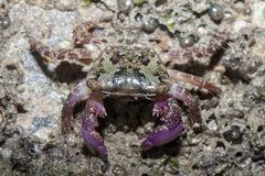 Metopograpsus oceanicus