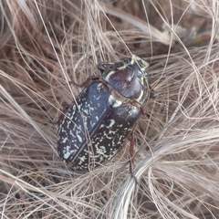 Polyphylla