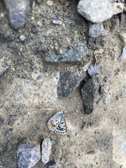 Euphilotes heracleoides