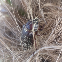Polyphylla