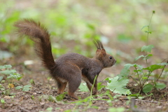 Sciurus vulgaris