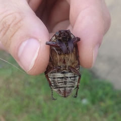 Polyphylla