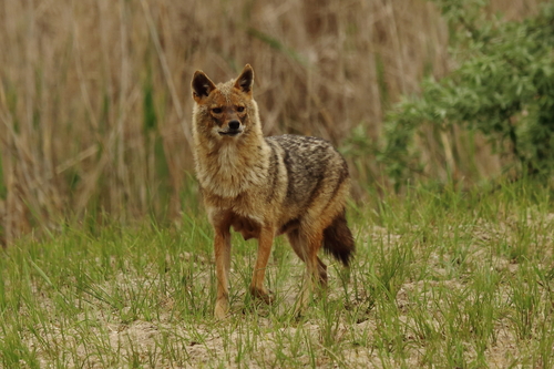 Golden Jackal