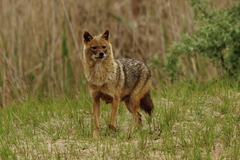 Golden Jackal photo 3