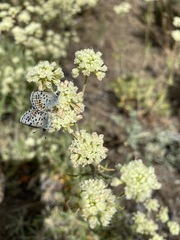Euphilotes heracleoides