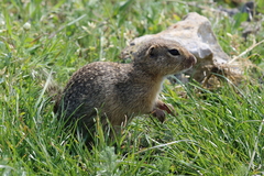 Spermophilus citellus