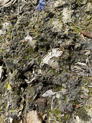 Euphilotes heracleoides