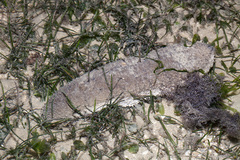 Holothuria scabra