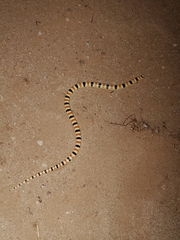 Sonora annulata