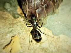 Camponotus ionius