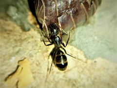 Camponotus ionius