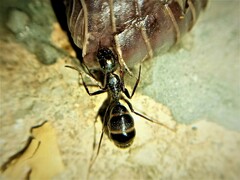 Camponotus ionius