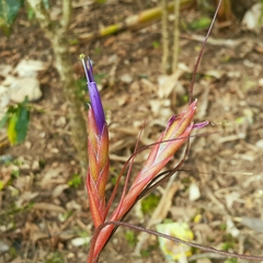 Tillandsia butzii