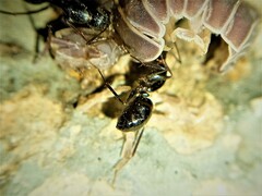 Camponotus ionius