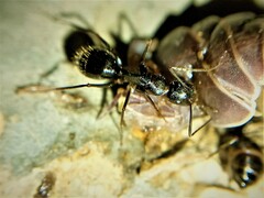 Camponotus ionius