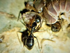Camponotus ionius