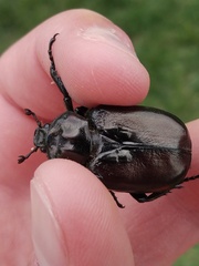 Osmoderma subplanata