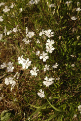 Heliosperma