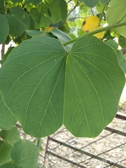 Bauhinia variegata