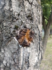 Inonotus obliquus