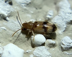 Notoxus calcaratus