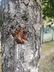Inonotus obliquus