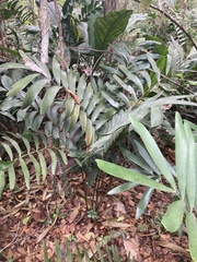 Zamia erosa