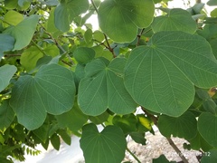 Bauhinia variegata