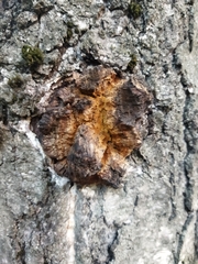 Inonotus obliquus