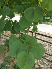 Bauhinia variegata